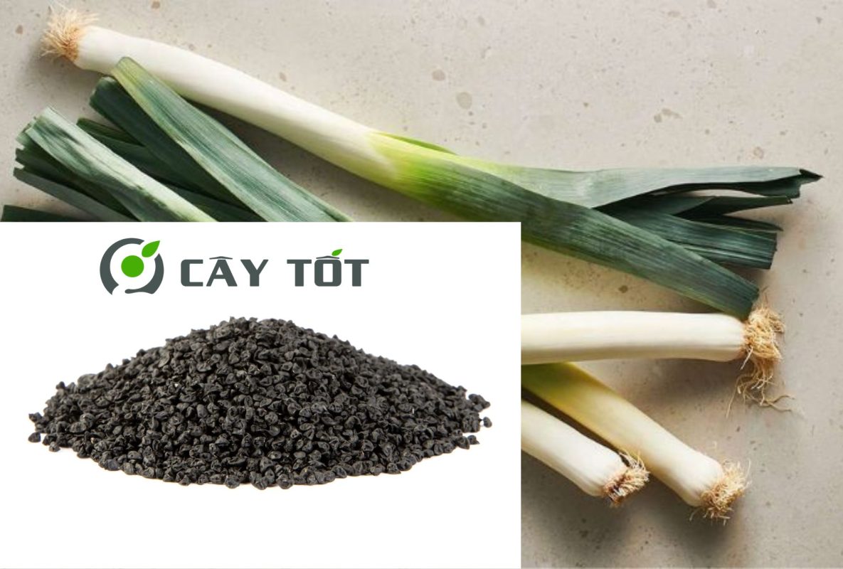Hạt Giống Tỏi Tây