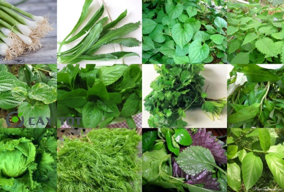 Hạt Giống Rau Thơm Tổng Hợp