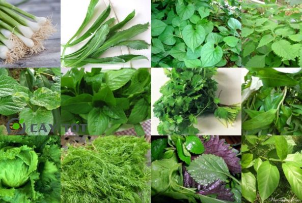 Hạt Giống Rau Thơm Tổng Hợp