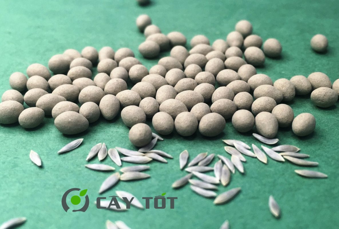 Hạt Giống Xà Lách Xoăn