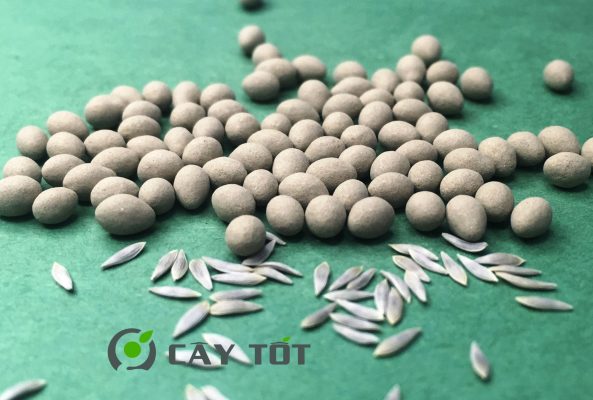 Hạt Giống Xà Lách Xoăn