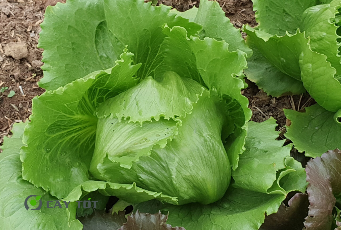 Hạt Giống Xà Lách Mỹ