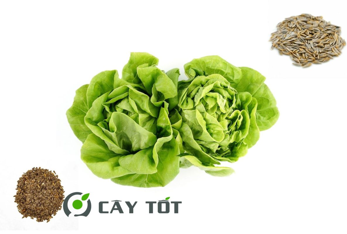 Hạt Giống Xà Lách Búp