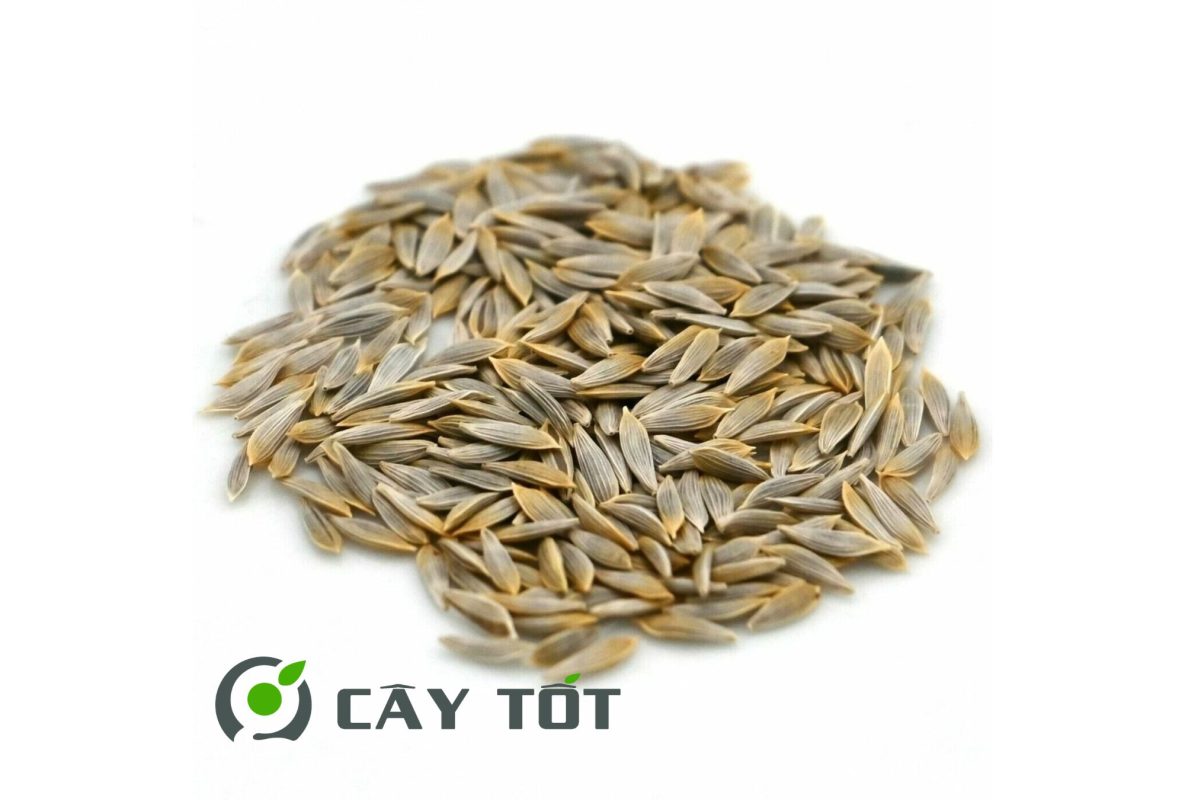 Hạt Giống Xà Lách Mỡ