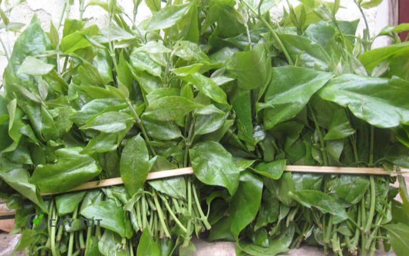 Hạt Giống Rau Sắng