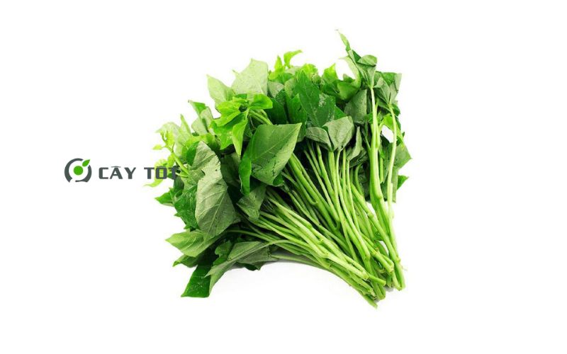 Hạt Giống Rau Lang