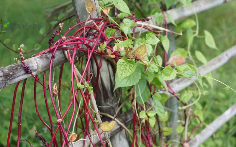 Hạt Giống Mồng Tơi Thân Đỏ