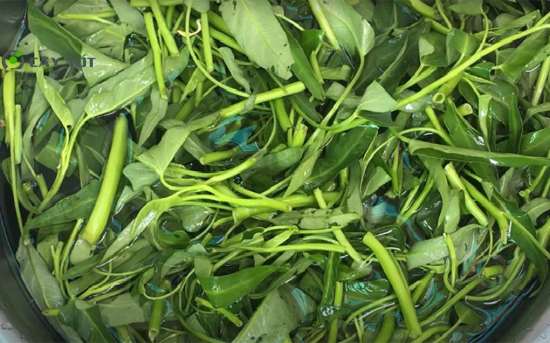 Hạt Giống Rau Muống Thân To