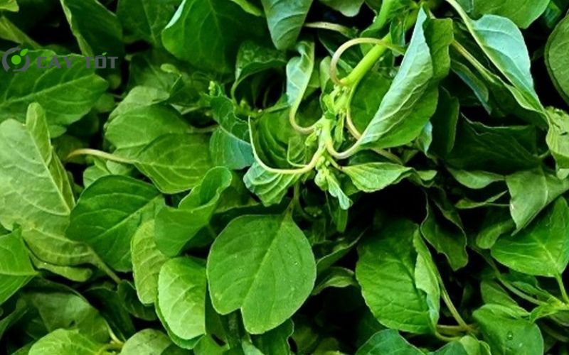 Hạt Giống Rau Dền Xanh Cao Sản