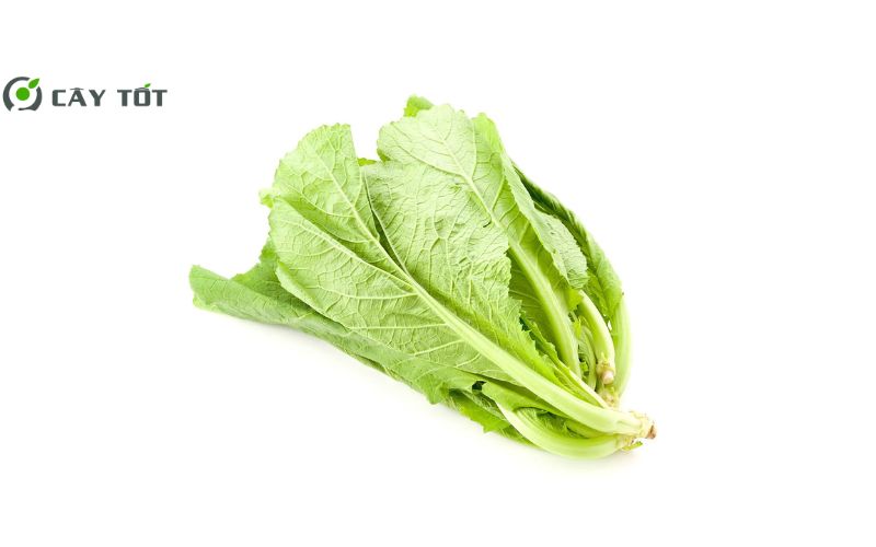 Hạt Giống Cải Bẹ Xanh Baby