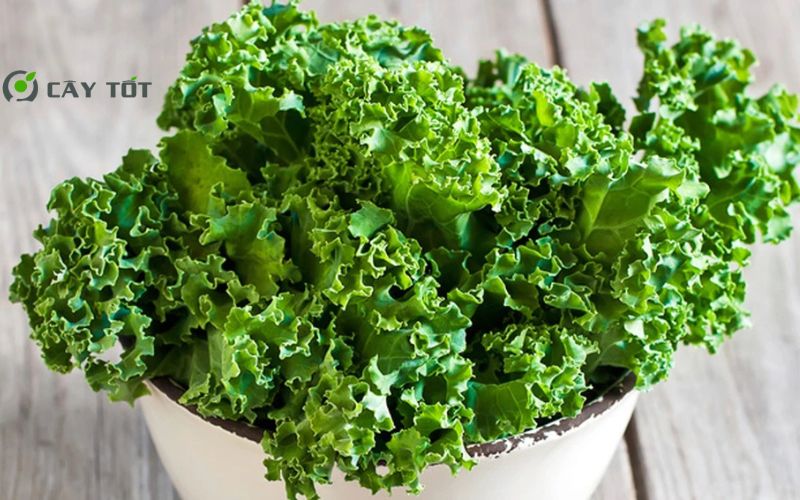 Hạt Giống Cải Xoăn Hàn Quốc