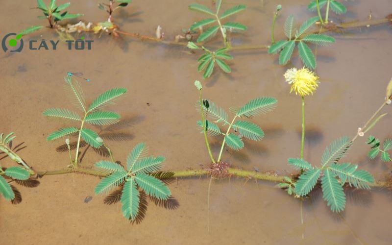 Hạt Giống Rau Nhút