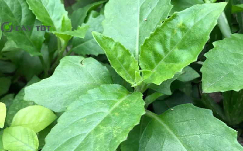 Hạt Giống Rau Lủi