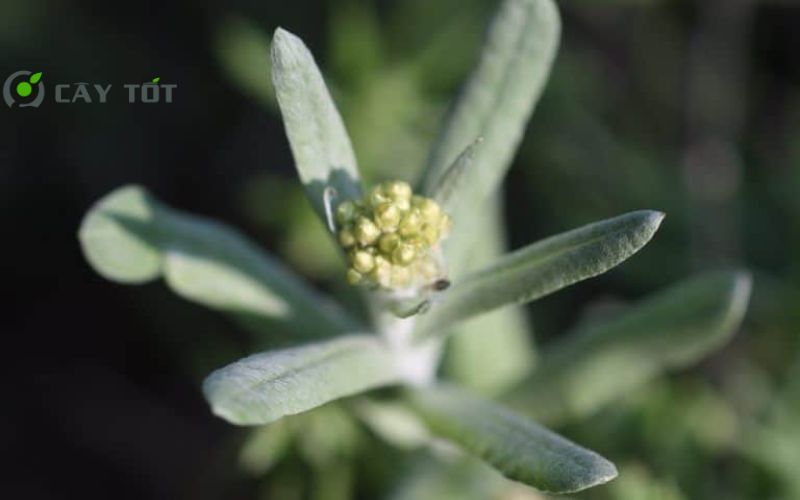 Hạt Giống Rau Khúc