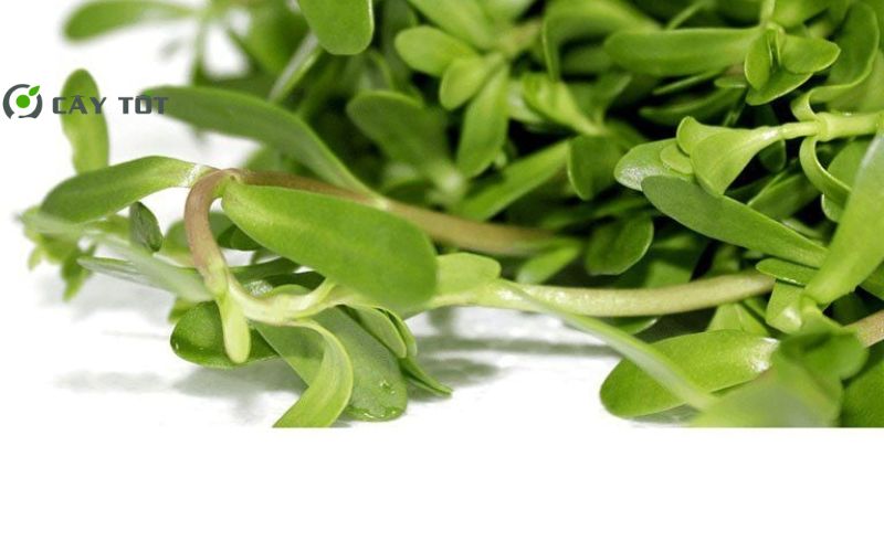 Hạt Giống Rau Đắng
