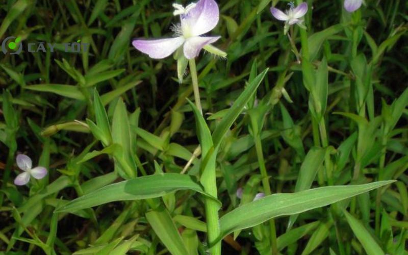 Hạt Giống Rau Lấp