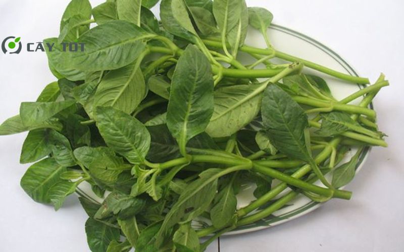 Hạt Giống Rau Rừng