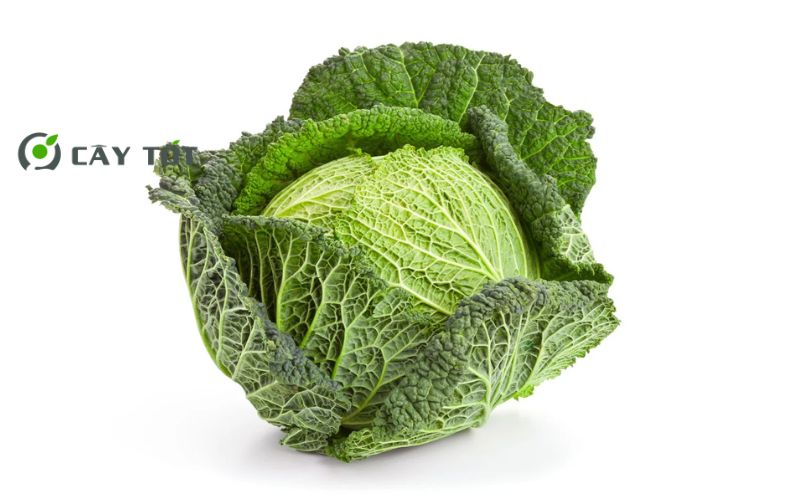 Hạt Giống Cải Bẹ Dún Cao Sản