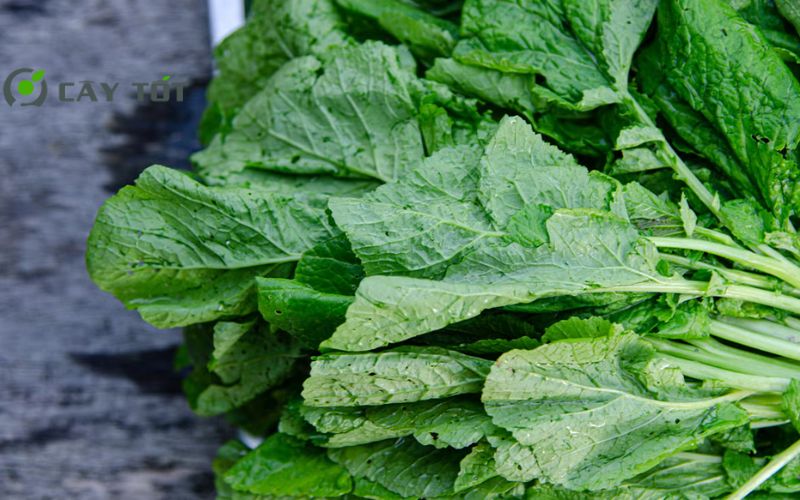 Hạt Giống Cải Bẹ Xanh Chịu Nhiệt