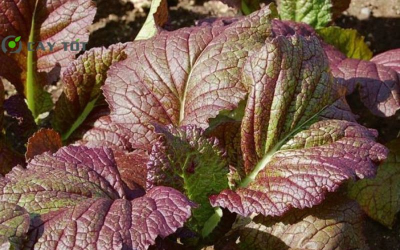 Hạt Giống Cải Bẹ Dưa Tím