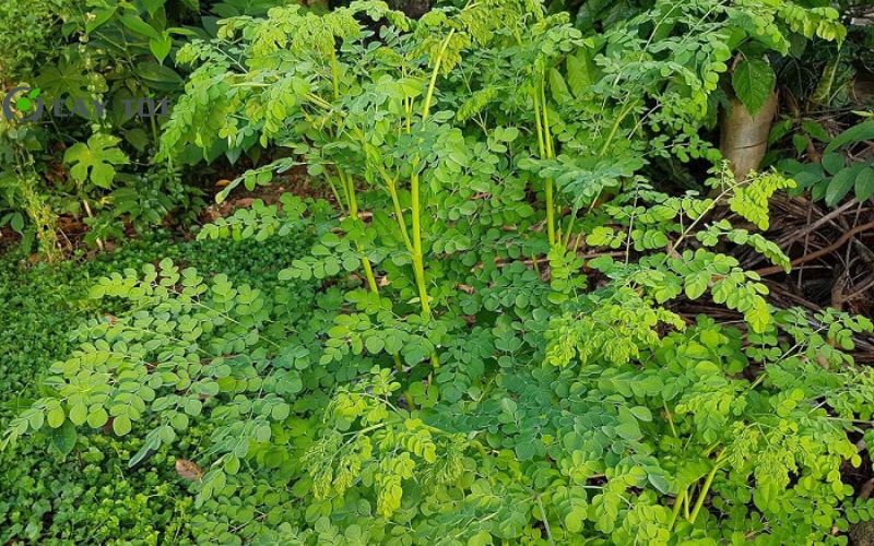 Hạt Giống Rau Chùm Ngây