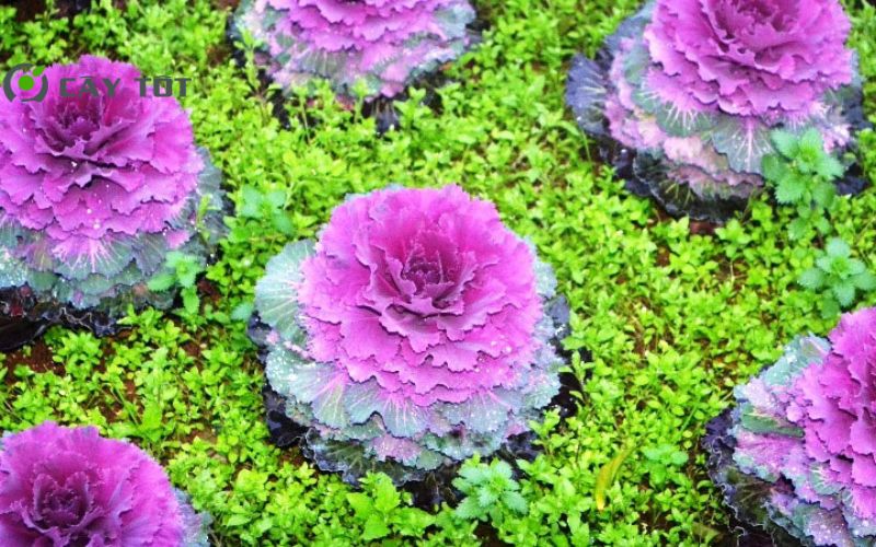 Hạt Giống Cải Bẹ Hoa Hồng