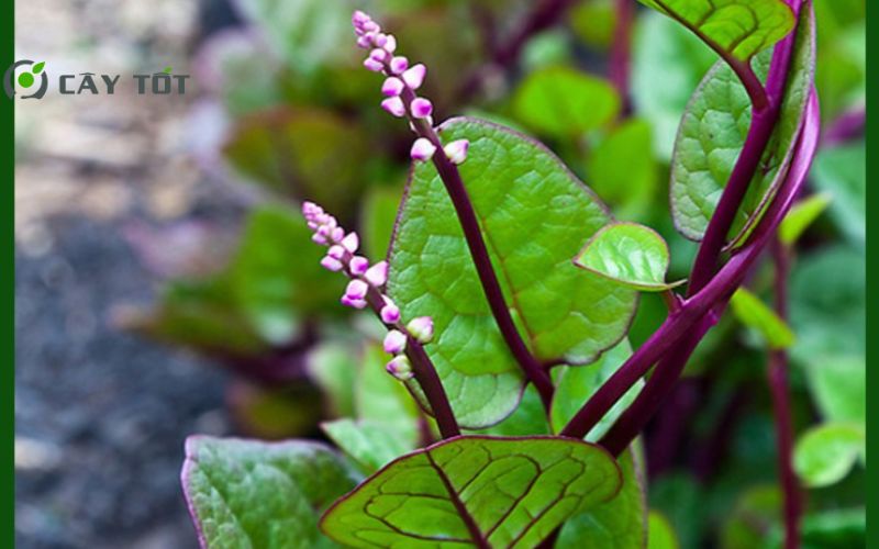 Hạt Giống Rau Mồng Tơi Tím