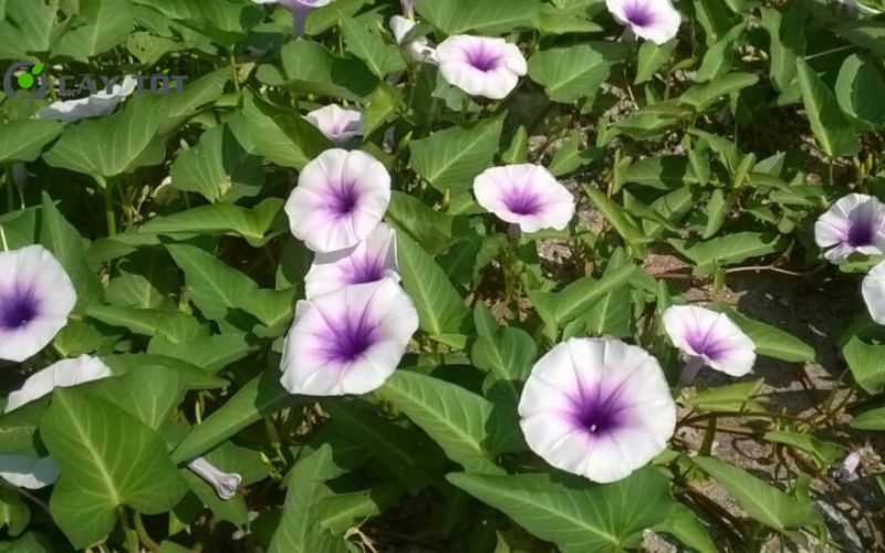 Hạt Giống Rau Muống Tím