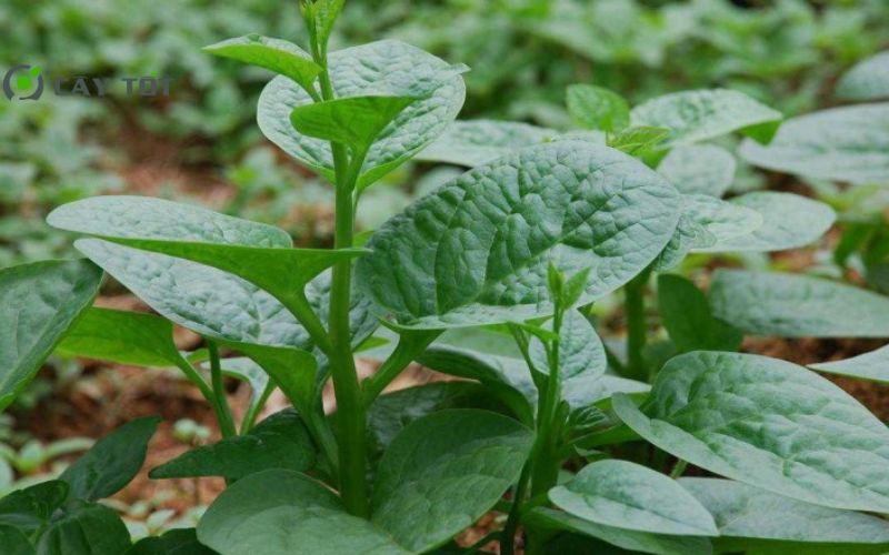 Hạt Giống Rau Mồng Tơi Nhật