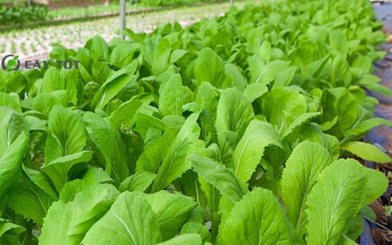 Hạt Giống Rau Cải Mơ