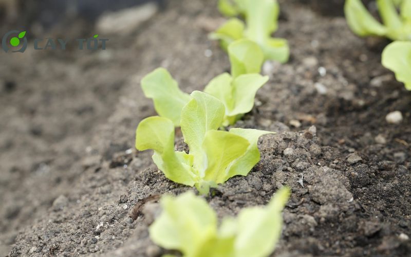 Hạt Giống Rau Xà Lách Mini