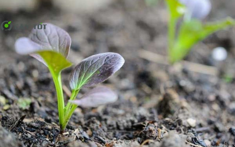 Hạt Giống Cải Thìa Tím