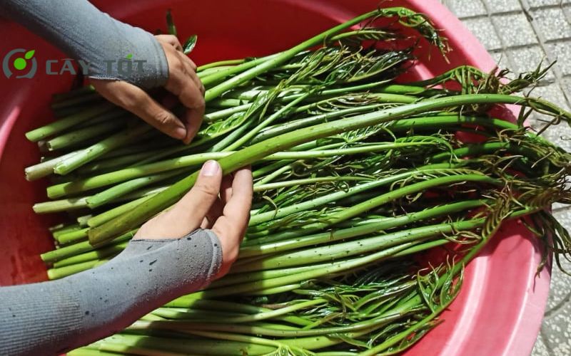 Hạt Giống Rau Móp