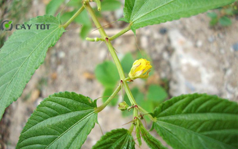 Hạt Giống Rau Đay Lá Nhỏ