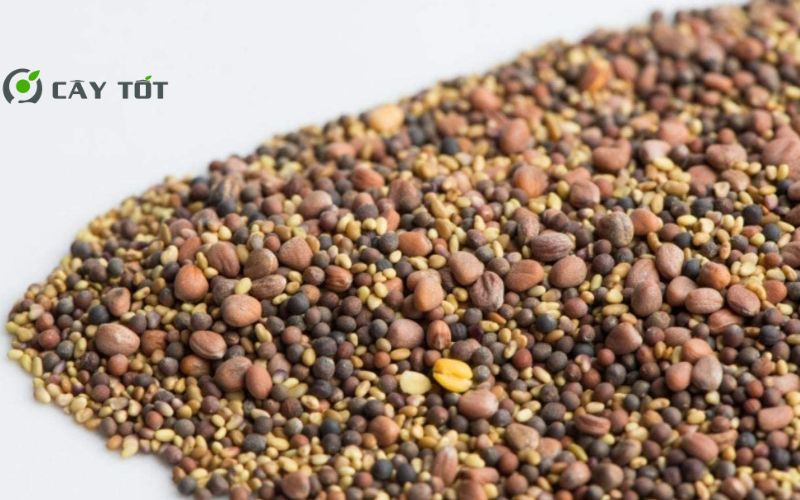 Hạt Giống Rau Cần Lông