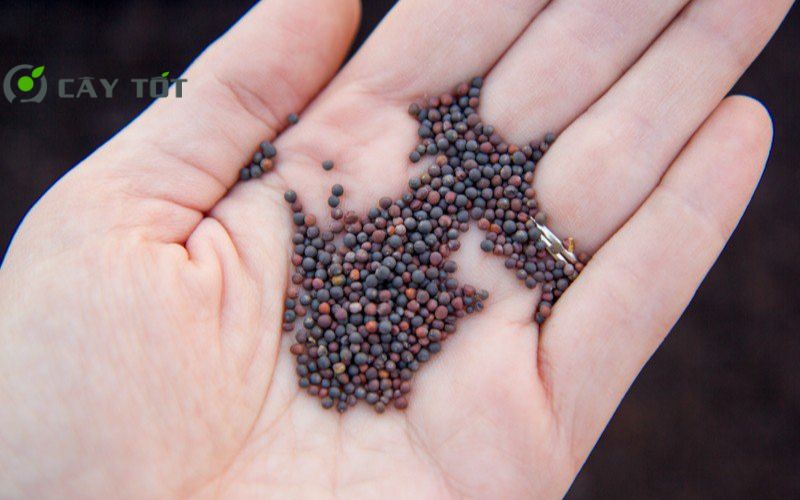 Hạt Giống Rau Cải Bẹ Nhật