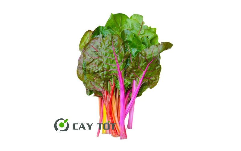 Hạt Giống Cải Cầu Vồng Tím