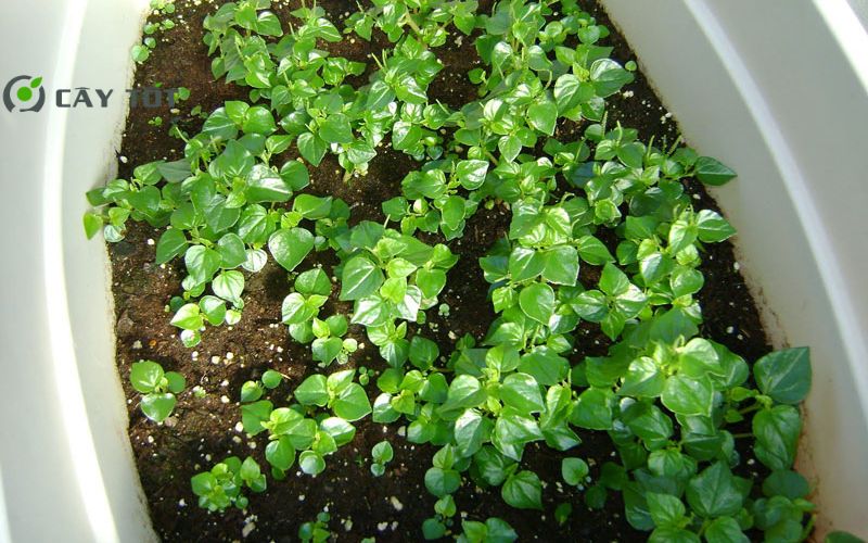 Hạt Giống Rau Càng Tôm Đỏ