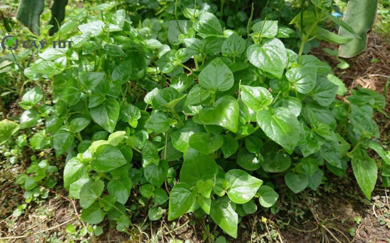 Hạt Giống Rau Càng Tôm Xanh