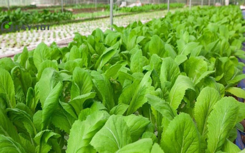 Hạt Giống Cải Bẹ Lá To
