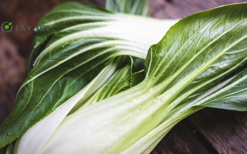 Hạt Giống Cải Ngọt Đài Loan