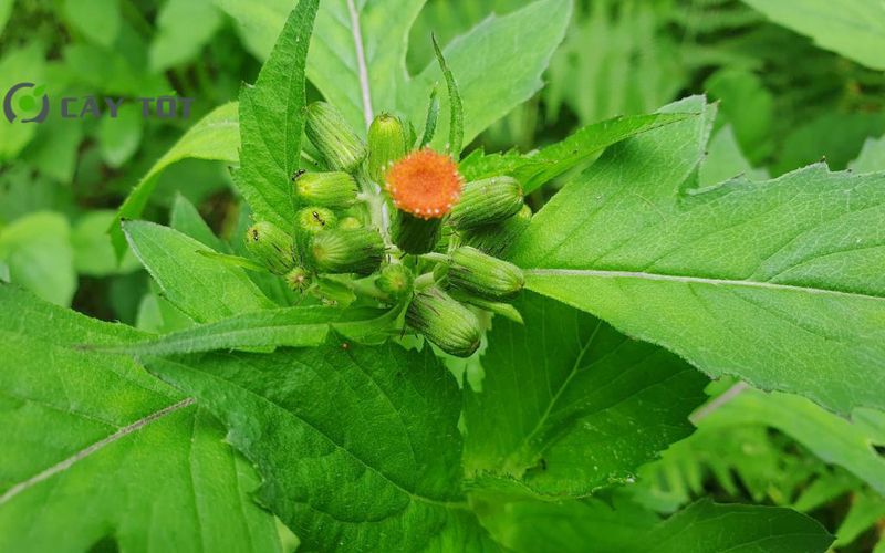 Hạt Giống Rau Tàu Bay