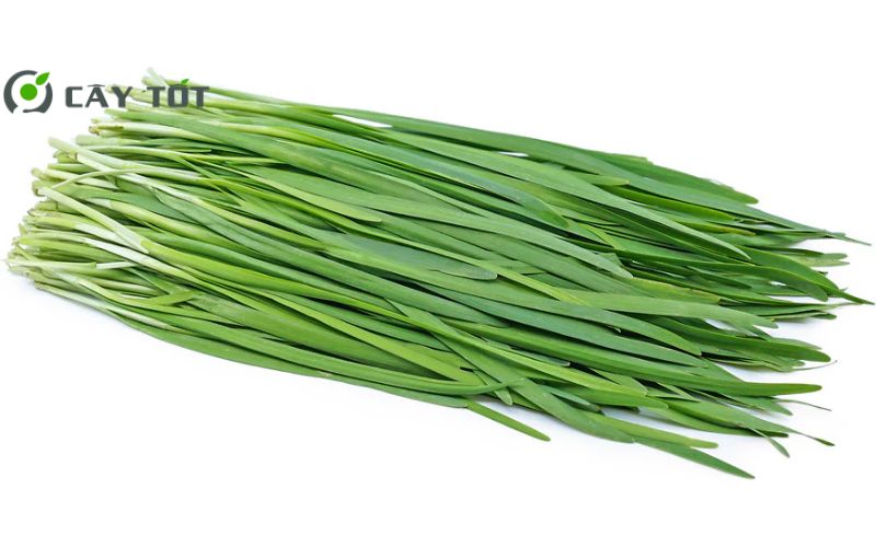 Hạt Giống Rau Hẹ Tây