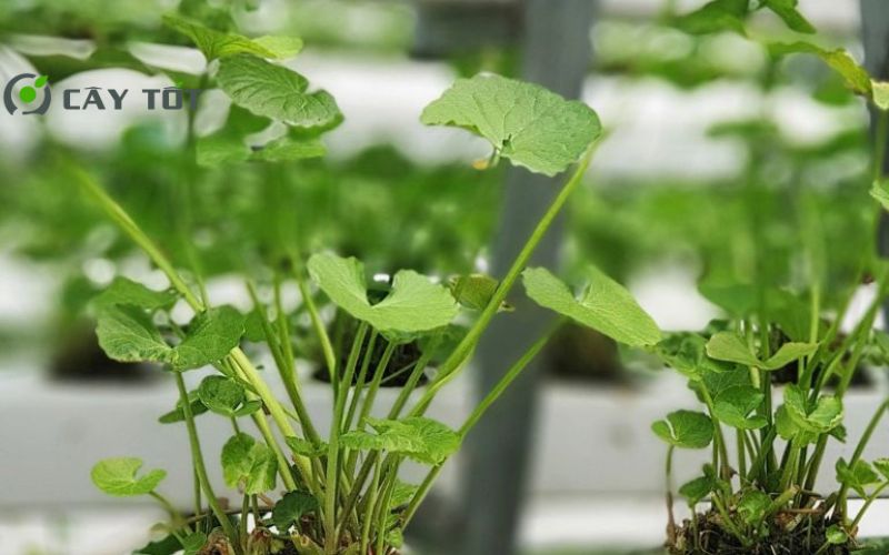 Hạt Giống Rau Má Dây