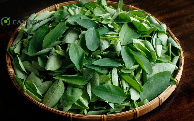 Hạt Giống Rau Ngót Cao Sản