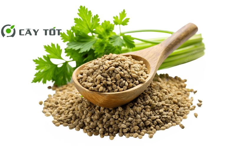 Hạt Giống Rau Cần Thơm