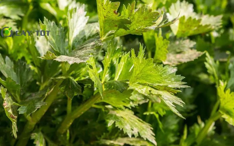 Hạt Giống Rau Cần Thái