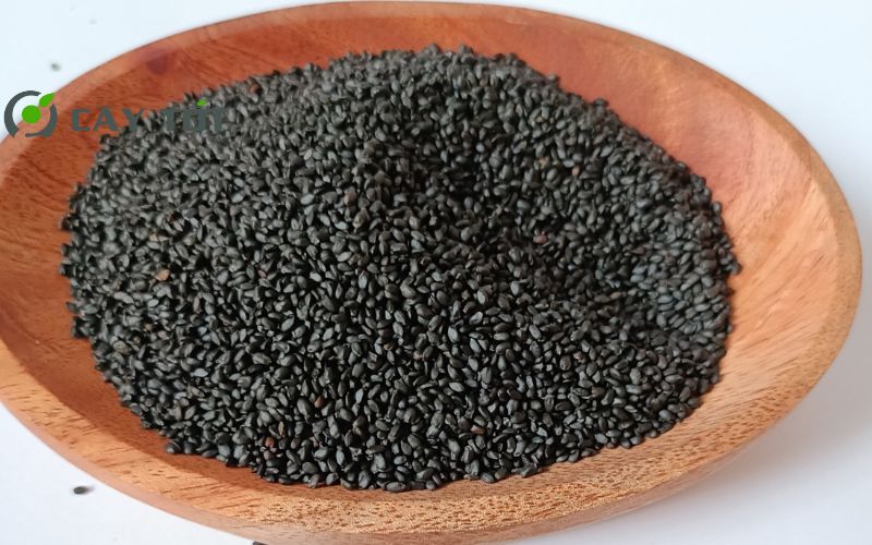 Hạt Giống Rau Thơm Quế Tím