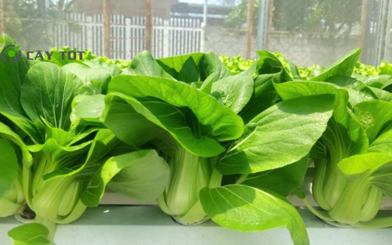 Hạt Giống Cải Bẹ Trắng F1