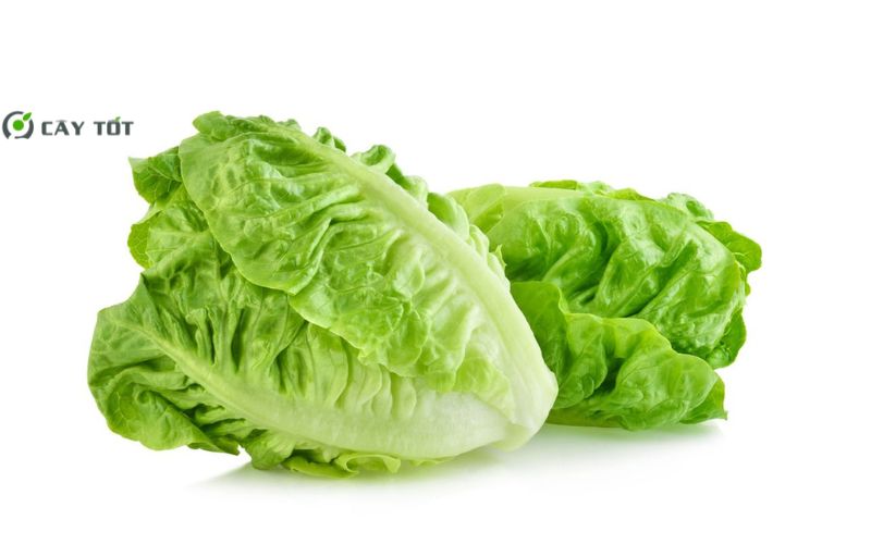 Hạt Giống Xà Lách Sừng